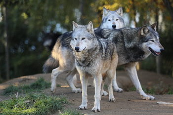 Animals, Wolfs, Predator, Sight, Opinion, Flock HD wallpaper