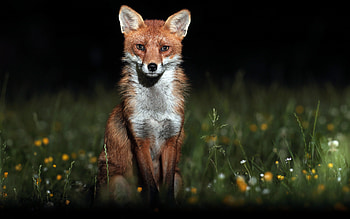 Fox, animal, nature, graphy HD wallpaper