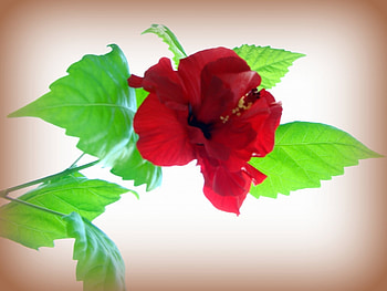 Plants, Flowers HD wallpaper