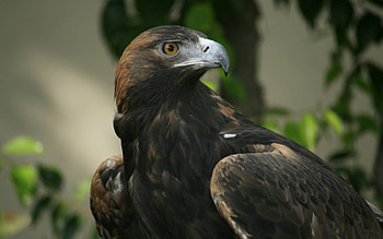 Animals, Bird, Beak, Head, Eagle HD wallpaper
