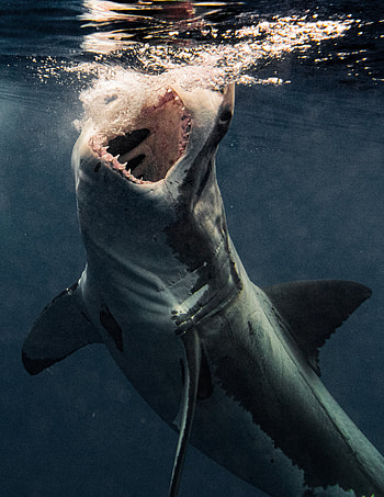 Monstrous great white, Razor sharp teeth, Brave grapher, Stunning snaps HD phone wallpaper
