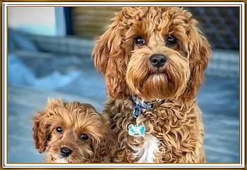 CUTE PUPPIES, CUTE, NATURE, PUPPIES HD wallpaper