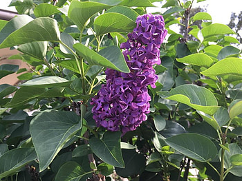 LOVELY LILACS, LILACS, LOVELY, FLOWERS HD wallpaper