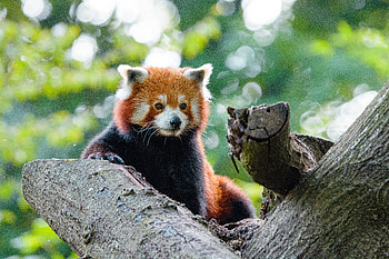Animals, Wood, Tree, Nice, Sweetheart, Panda, Red Panda HD wallpaper