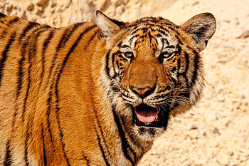 Animals, Muzzle, Predator, Big Cat, Tiger HD wallpaper