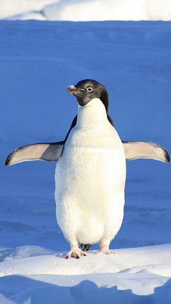 Penguins , Posted by Christopher Tremblay, Stunning visuals, Penguin appreciation HD phone wallpaper