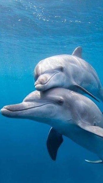 Dolphin, Beautiful, Fish, beautiiful HD phone wallpaper