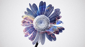 Gerbera Flower Fantasy, flowers, artist, fantasy, artwork HD wallpaper