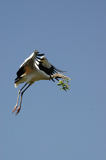 Wood stork in flight, , Jooinn source, Bird graphy HD phone wallpaper