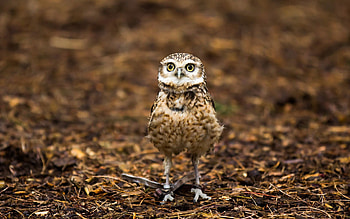 Animals, Nature, Background, Owl HD wallpaper