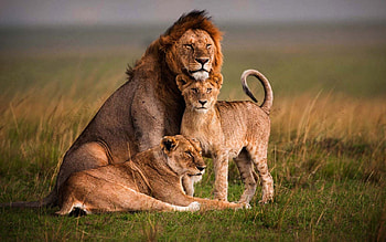 Animal family , Top quality HD wallpaper