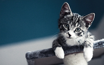 Animals, Kitty, Kitten, Sight, Opinion, Kid, Tot HD wallpaper