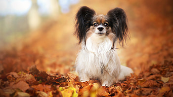 Papillon Dog, Aesthetic appeal, Attractive HD wallpaper