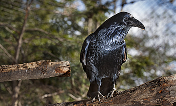 Common raven, Smithsonian's National Zoo, Black bird, Wildlife HD wallpaper