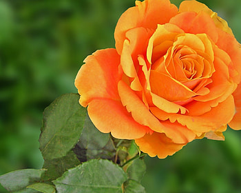 Orange rose, flowers, roses HD wallpaper