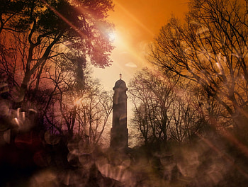 the Needle, Fog, Sun, Tower, Tree HD wallpaper