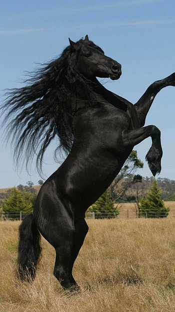 Black Horse, Dark, Black HD phone wallpaper