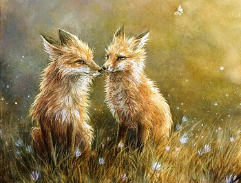 Nose Kiss, mates, kiss, spring, foxes, noses HD wallpaper