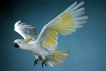 Cockatoo Landing, animal, wings, white, bird, cockatoo HD wallpaper