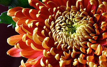 Chrysanthemum, Flower, Macro, Petals, Shadow, Color HD wallpaper