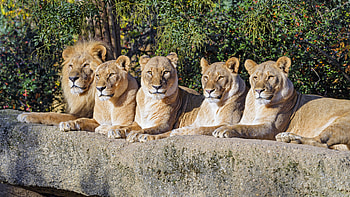 Animals, Lions, Predator, Big Cat, Wildlife, Animal HD wallpaper