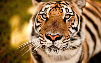 Animals, Muzzle, Predator, Sight, Opinion, Tiger HD wallpaper