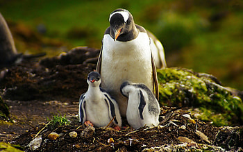 Animals, Birds, Pinguins, Grass, Couple, Pair HD wallpaper
