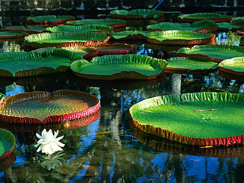 Plants, Landscape, Water, Leaves, Water Lilies HD wallpaper