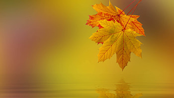 Autumn, Water, Nature, Leaves, Macro HD wallpaper