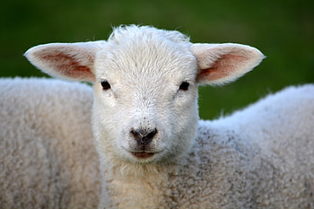 Animals, Muzzle, Sight, Opinion, Curls, Ram HD wallpaper