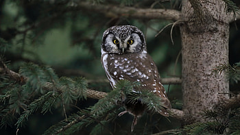 Boreal Owl, animal, bird, owl, boreal HD wallpaper