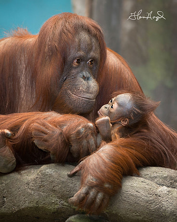 Latest orangutans ideas, Primates baby orangutan, Wildlife graphy, Natural habitat HD phone wallpaper