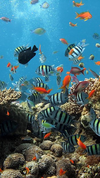 Great Barrier Reef, Submerged beauty, Oceanic exploration, Underwater serenity HD phone wallpaper