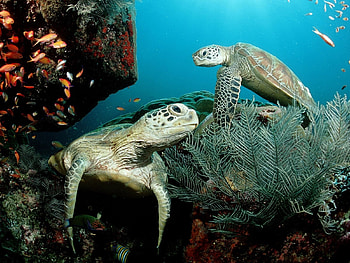 Animals, Turtles, Sea HD wallpaper
