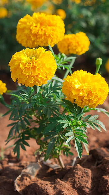 Marigold, Marigold Yellow HD phone wallpaper