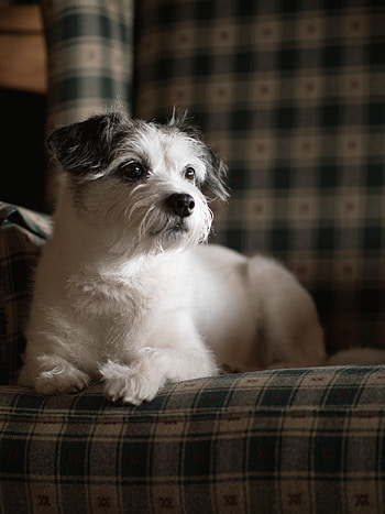 Animals, Dog, Pet, Sight, Opinion, Animal HD phone wallpaper