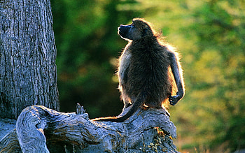 Animals, Wood, Tree, Monkey, Tail HD wallpaper