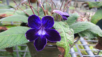 Purple flower, Lovely, purple, pretty, flower HD wallpaper