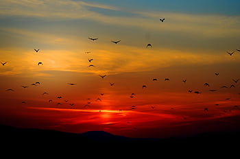 Flock of birds silhouetted against a colorful sunset sky, creating a dramatic natural scene. HD wallpaper
