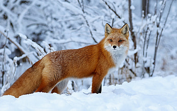 Fox in Snow, winter, animal, fox, snow HD wallpaper