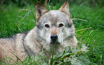 Animals, Grass, To Lie Down, Lie, Dog, Muzzle, Grey HD wallpaper