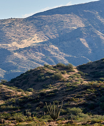 Nature, Cactuses, Grass, Hills, Slope HD phone wallpaper