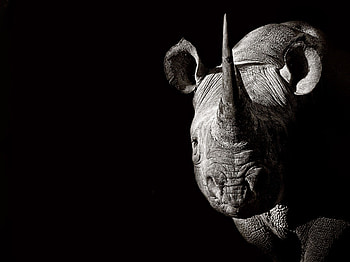Rhino pride, Resilient nature, Powerful guardians, Untouched landscapes HD wallpaper