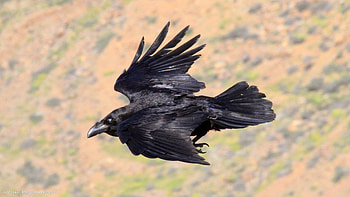 raven flight, , Bird's elegance, Nature's grace HD wallpaper