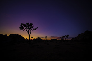 Nature, Sunset, Silhouette, Wood, Tree, Prairie HD wallpaper