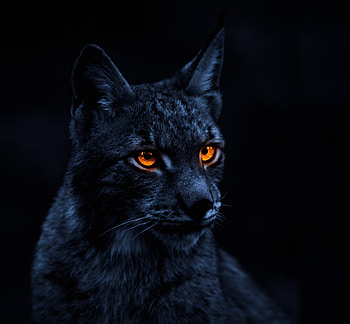 Yellow eye cat, lynx HD wallpaper