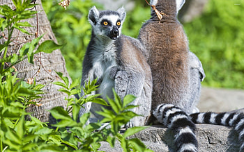 Ring Tailed Lemur, Animals, Lemur , Tailed beauty HD wallpaper