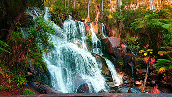 Toorongo falls in Victoria, river, australia, trees, cascades, rocks HD wallpaper