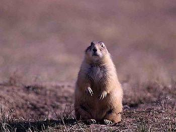 Prairie_Dog, dog, cute, prairie HD wallpaper