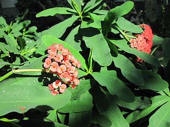 Amazing day at Edmonton garden 40, leaves, graphy, green, red, Flowers, garden HD wallpaper